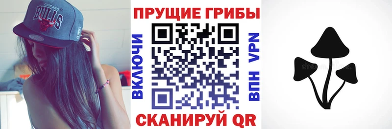 Купить закладки  Ковдор  Псилоцибиновые грибы мицелий 